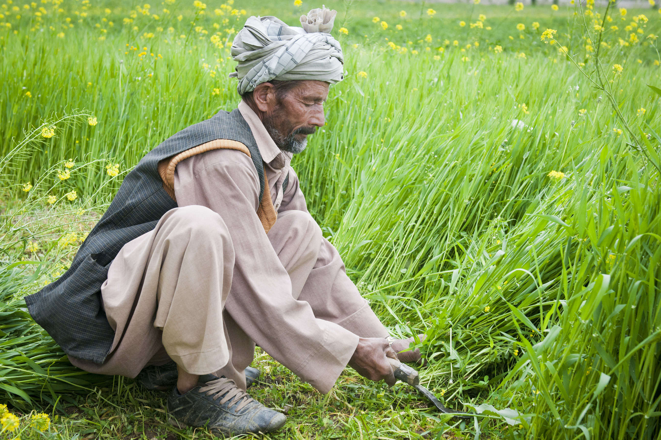 Agriculture in Afghanistan
