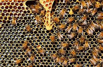 Fondi UE apicoltura - photo credit: PollyDot