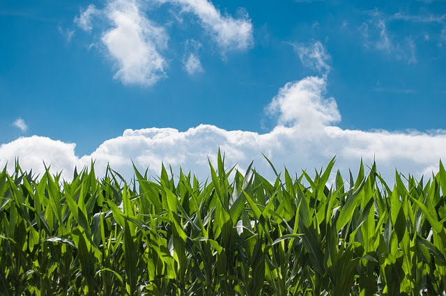 Agricoltura - Photo credit: Foto di Rudy and Peter Skitterians da Pixabay
