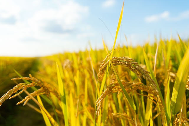 Agricoltura - Photo credit: Foto di Evan199102 en Pixabay