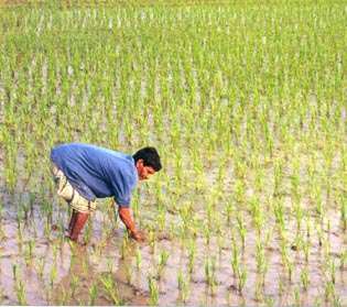 Man working in a ricefield - foto di SF007 