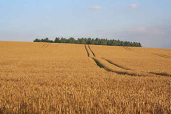 Agricoltura - foto di GeographBot