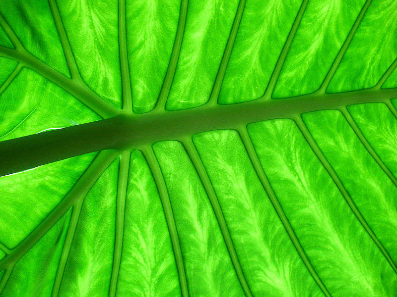 Green energy - foto di Wildfeuer
