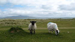 Sheeps - foto di Gordon Hatton
