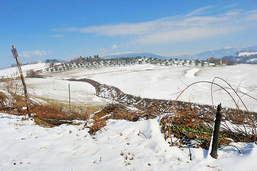 Neve, campagna danneggiata - foto di © Giorgio
